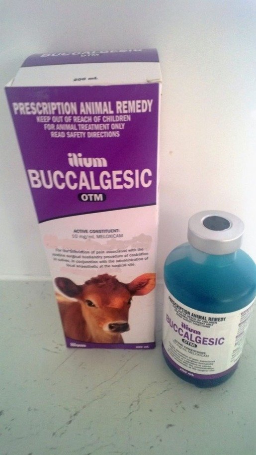 Healthy cattle. Healthy cattle.