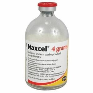 Naxcel Sterile Powder